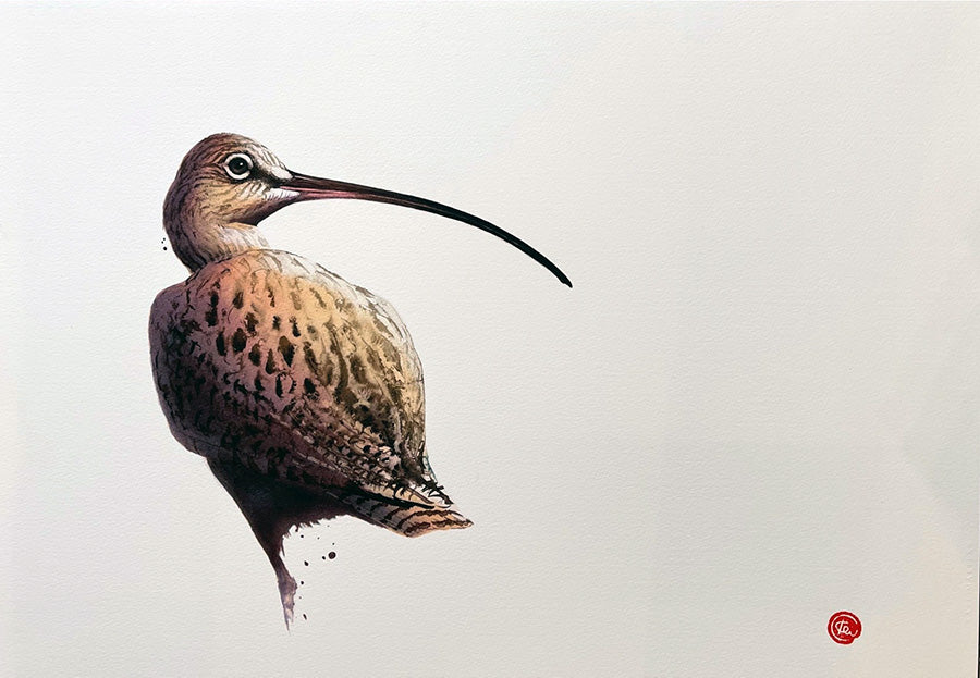 MÅRTENS KARL "Storspov"